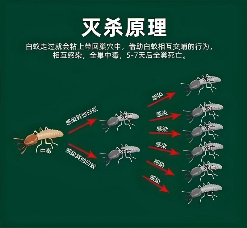 杭州除虫公司怎么选?从四害消杀到白蚁防治的实用指南